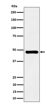 SNX5 Rabbit Monoclonal Antibody