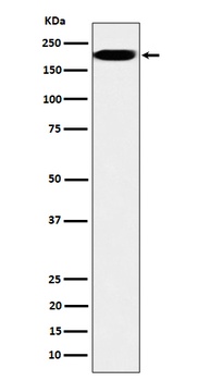 Anti-IQGAP2 Rabbit Monoclonal Antibody