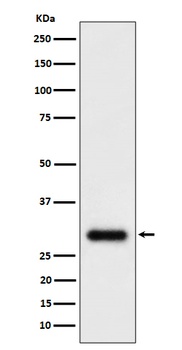 Anti-TMEM192 Rabbit Monoclonal Antibody