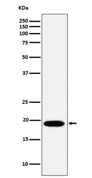 Anti-MSRB3 Rabbit Monoclonal Antibody