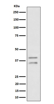 Anti-UFD1L Rabbit Monoclonal Antibody