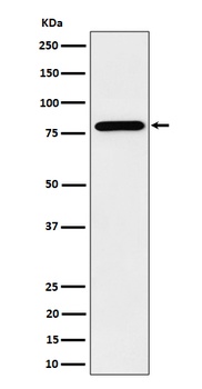 Anti-PRMT7 Rabbit Monoclonal Antibody