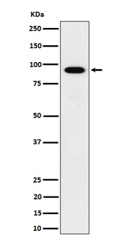Anti-IFT88 Rabbit Monoclonal Antibody