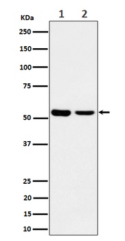 Anti-AAMP Rabbit Monoclonal Antibody