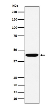 Anti-KCTD9 Rabbit Monoclonal Antibody