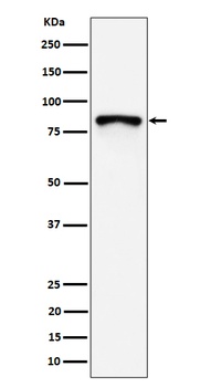 MS4A14 Rabbit Monoclonal Antibody