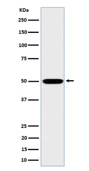 Anti-MST4 Rabbit Monoclonal Antibody
