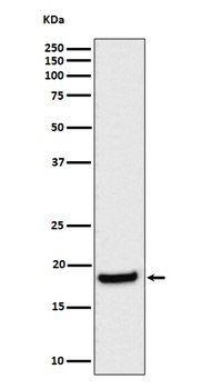 Anti-eIF1A Rabbit Monoclonal Antibody