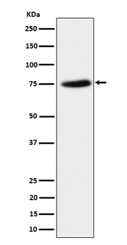 Anti-PPM1G Rabbit Monoclonal Antibody
