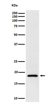 Anti-eIF1A Rabbit Monoclonal Antibody