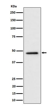 TOR4A Rabbit Monoclonal Antibody