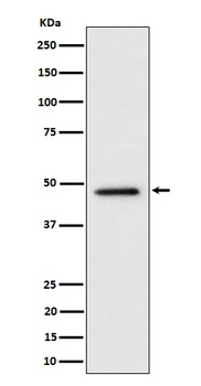 Anti-TOR4A Rabbit Monoclonal Antibody