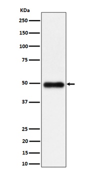 NgR3 Rabbit Monoclonal Antibody