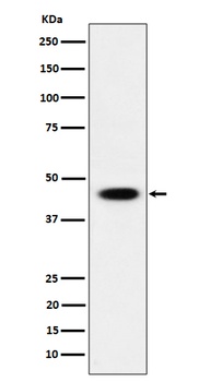 Anti-AdSS 2 Rabbit Monoclonal Antibody