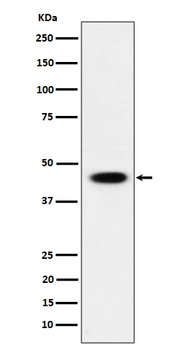 AdSS 2 Rabbit Monoclonal Antibody