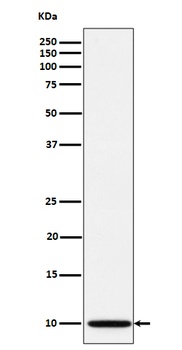 Anti-NDUFA1 Rabbit Monoclonal Antibody