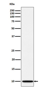 NDUFA1 Rabbit Monoclonal Antibody