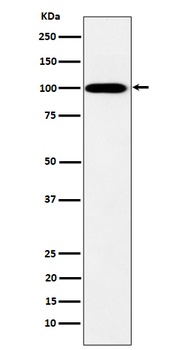 Anti-MYO19 Rabbit Monoclonal Antibody