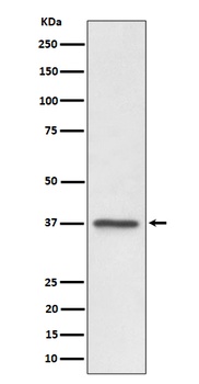 C3orf38 Rabbit Monoclonal Antibody