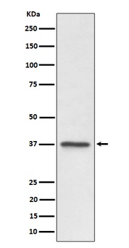Anti-C3orf38 Rabbit Monoclonal Antibody