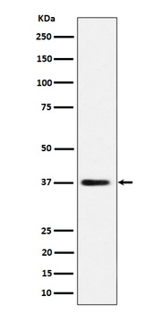 Anti-MRPS31 Rabbit Monoclonal Antibody