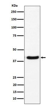 Anti-GNAI2 Rabbit Monoclonal Antibody