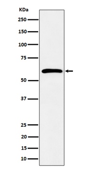 Anti-Syndecan 3 Rabbit Monoclonal Antibody