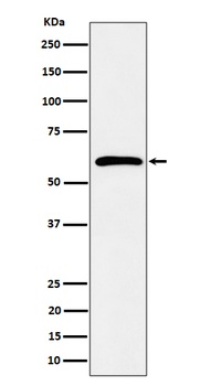 Syndecan 3 Rabbit Monoclonal Antibody