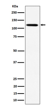 Anti-KIF5B Rabbit Monoclonal Antibody