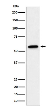 Anti-SF3A3 Rabbit Monoclonal Antibody