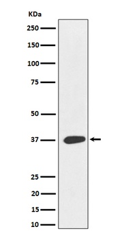MAS1L Rabbit Monoclonal Antibody