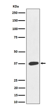Anti-MAS1L Rabbit Monoclonal Antibody