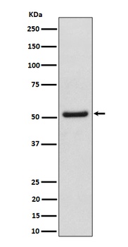 Anti-NUP50 Rabbit Monoclonal Antibody