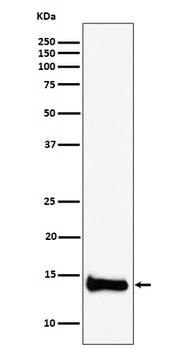 Anti-PIN4 Rabbit Monoclonal Antibody