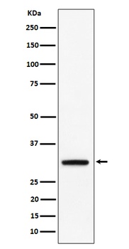 Anti-PLSCR3 Rabbit Monoclonal Antibody