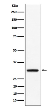 PLSCR3 Rabbit Monoclonal Antibody