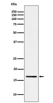 Anti-RBM3 Rabbit Monoclonal Antibody