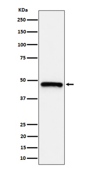 Anti-ING1 Rabbit Monoclonal Antibody