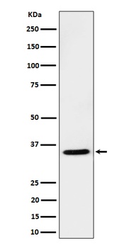 Anti-USF1 Rabbit Monoclonal Antibody