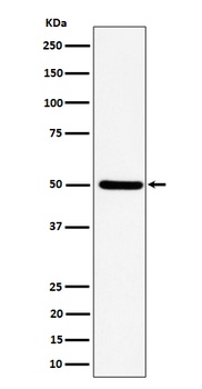 Anti-UBA3 Rabbit Monoclonal Antibody