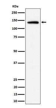 Anti-Importin 9 / RANBP9 Rabbit Monoclonal Antibody