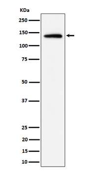 Importin 9 / RANBP9 Rabbit Monoclonal Antibody