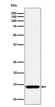 Anti-HINT1 Rabbit Monoclonal Antibody