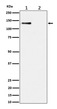 Anti-Phospho-MCM2 (S108) Rabbit Monoclonal Antibody