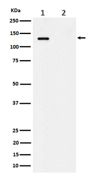 Anti-Phospho-MCM2 (S41) Rabbit Monoclonal Antibody