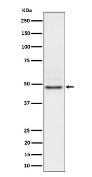 Anti-Nck2 Rabbit Monoclonal Antibody