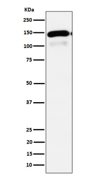 Anti-PLCB1 Rabbit Monoclonal Antibody