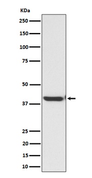 Anti-ENDOGL1 / ENGL Rabbit Monoclonal Antibody