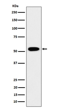 GRSF1 Rabbit Monoclonal Antibody