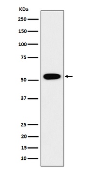 Anti-GRSF1 Rabbit Monoclonal Antibody